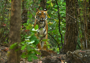 Bandhavgarh Wildlife Tour