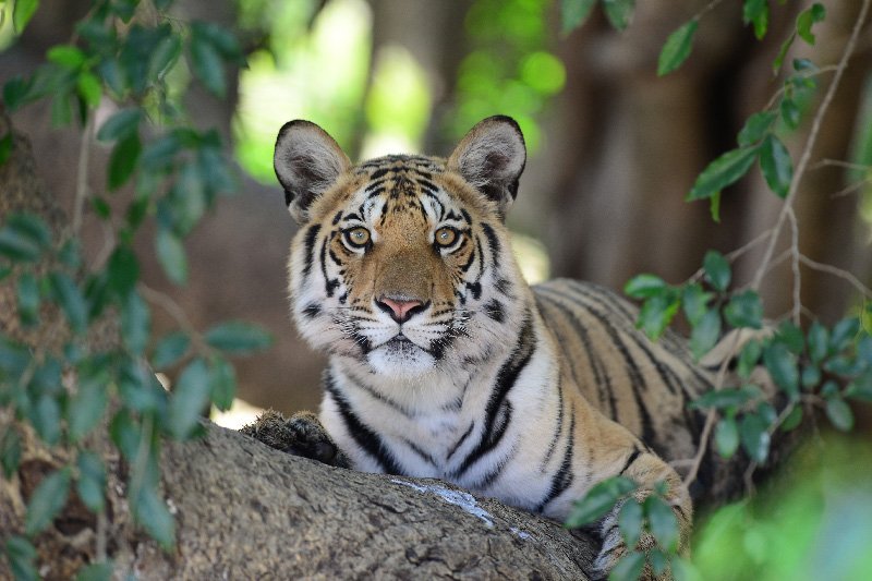 Bandhavgarh Wildlife Tour